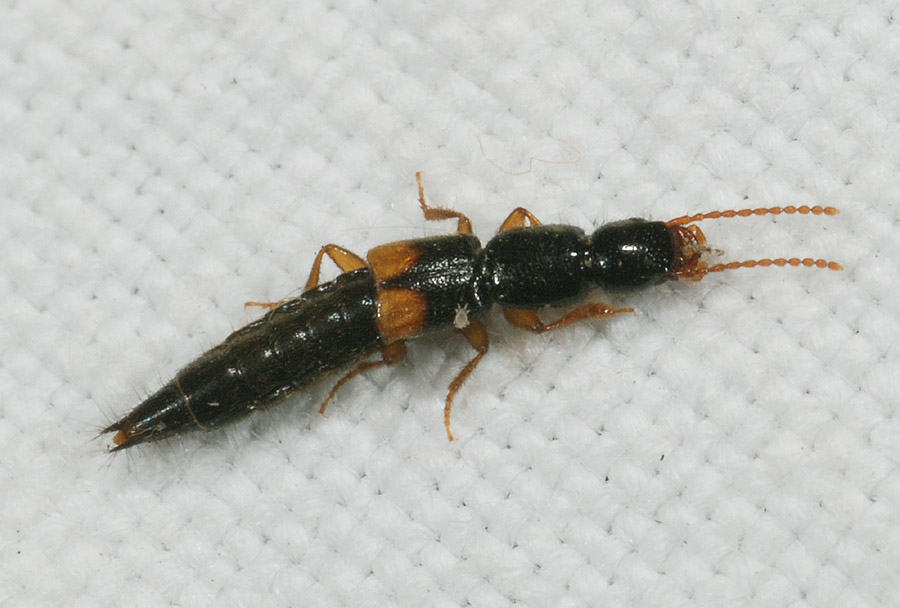 Da determinare - Staphylinidae multipli